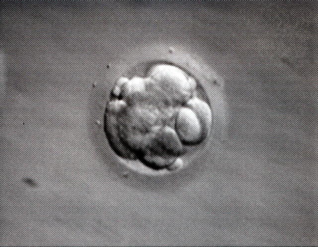 Mojo's Embryo 3